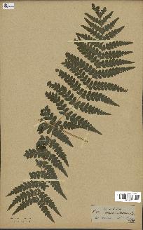 spécimen de Histiopteris incisa