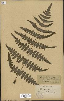 spécimen de Histiopteris incisa