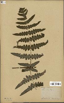 spécimen de Histiopteris incisa