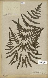 spécimen de Histiopteris incisa