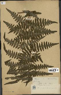spécimen de Histiopteris incisa