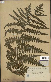 spécimen de Histiopteris incisa