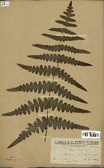 spécimen de Histiopteris incisa