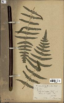 spécimen de Histiopteris incisa