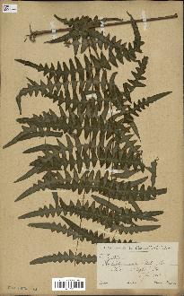 spécimen de Histiopteris incisa