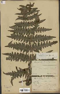 spécimen de Histiopteris incisa