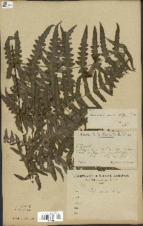 spécimen de Histiopteris incisa