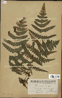 spécimen de Histiopteris incisa