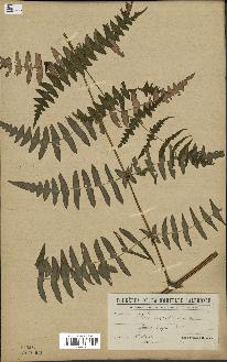 spécimen de Histiopteris incisa