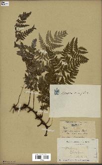 spécimen de Histiopteris incisa