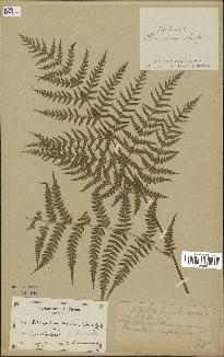 spécimen de Histiopteris incisa