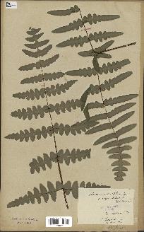 spécimen de Histiopteris incisa