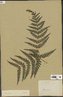 spécimen de Histiopteris incisa