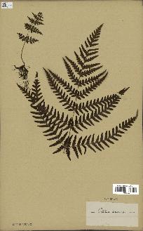spécimen de Histiopteris incisa