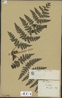 spécimen de Histiopteris incisa