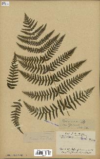 spécimen de Histiopteris incisa