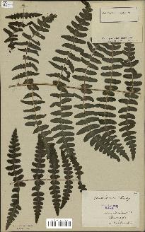 spécimen de Histiopteris incisa
