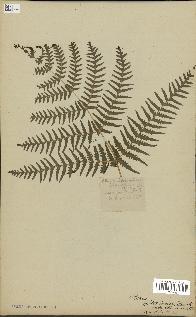 spécimen de Histiopteris incisa