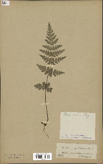 spécimen de Histiopteris incisa