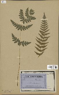 spécimen de Histiopteris incisa