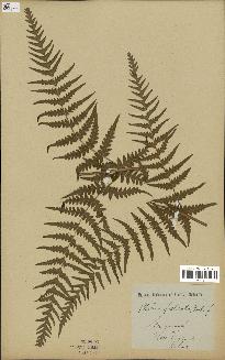spécimen de Histiopteris incisa