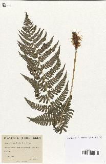 spécimen de Dryopteris marginalis