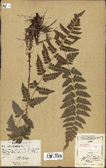 spécimen de Dryopteris cristata