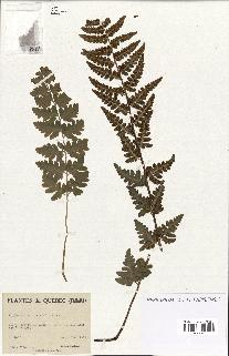 spécimen de Dryopteris cristata