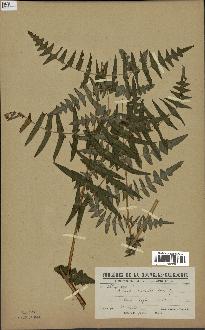 spécimen de Histiopteris incisa