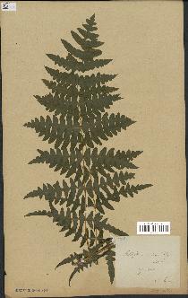 spécimen de Histiopteris incisa