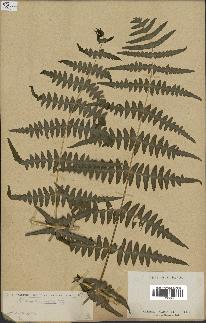 spécimen de Histiopteris incisa