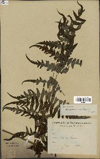 spécimen de Histiopteris incisa