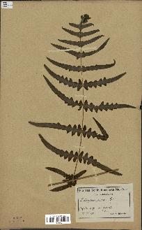 spécimen de Histiopteris incisa