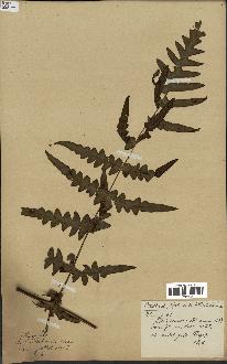 spécimen de Histiopteris incisa