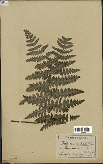 spécimen de Histiopteris incisa