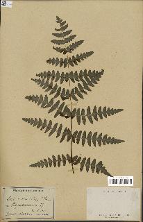 spécimen de Histiopteris incisa