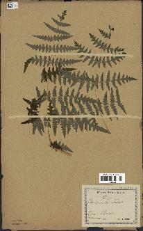 spécimen de Histiopteris incisa