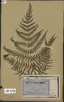 spécimen de Histiopteris incisa