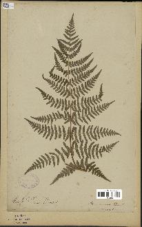 spécimen de Histiopteris incisa