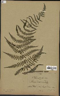spécimen de Histiopteris incisa