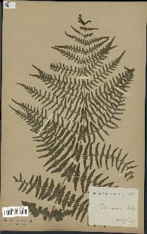 spécimen de Histiopteris incisa