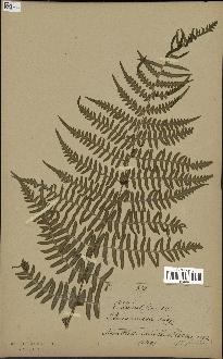 spécimen de Histiopteris incisa