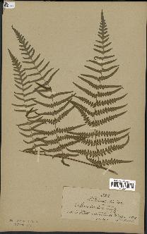 spécimen de Histiopteris incisa