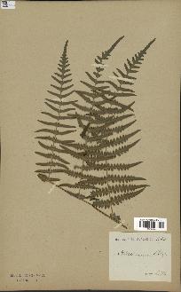 spécimen de Histiopteris incisa