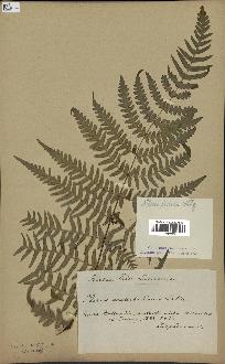 spécimen de Histiopteris incisa