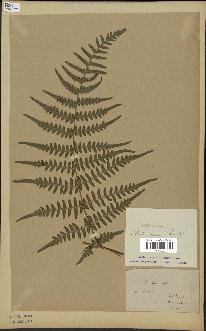 spécimen de Histiopteris incisa