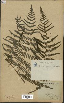 spécimen de Histiopteris incisa