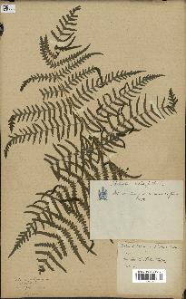 spécimen de Histiopteris incisa