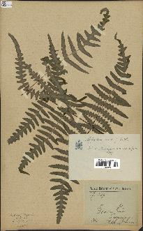 spécimen de Histiopteris incisa