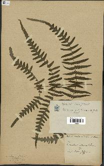 spécimen de Histiopteris incisa